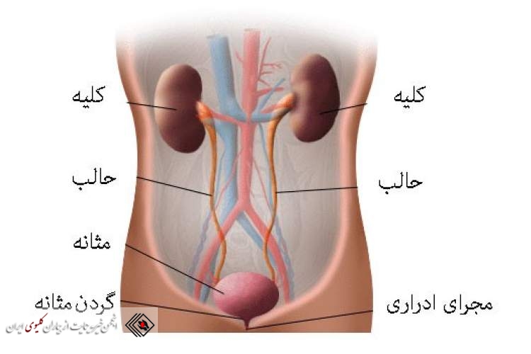 مطالبی در مورد ( برگشت ادرار و عفونت ادراری)